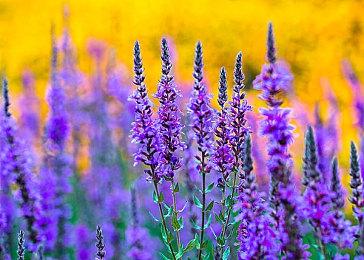 《黎明杀机》女巫时刻新预告 新角色米凯拉正式上线