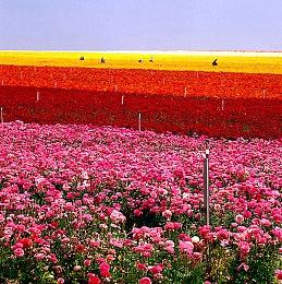 巴西批准动视暴雪收购案 称主机市场竞争仍会存在